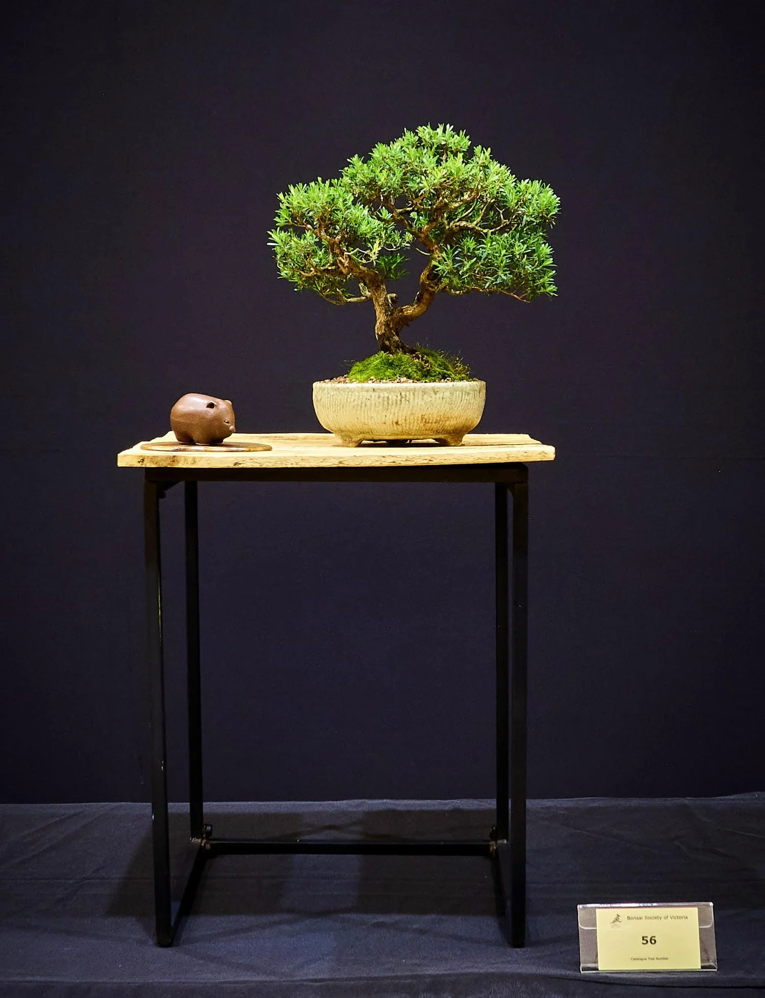 Heath Teatree (Gaudium myrsinoides) - Developed from tube stock (2017), mainly by clip & grow technique.