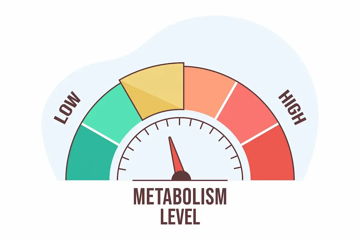 Is My Metabolism Slow? What a Bristol Personal Trainer Actually Says