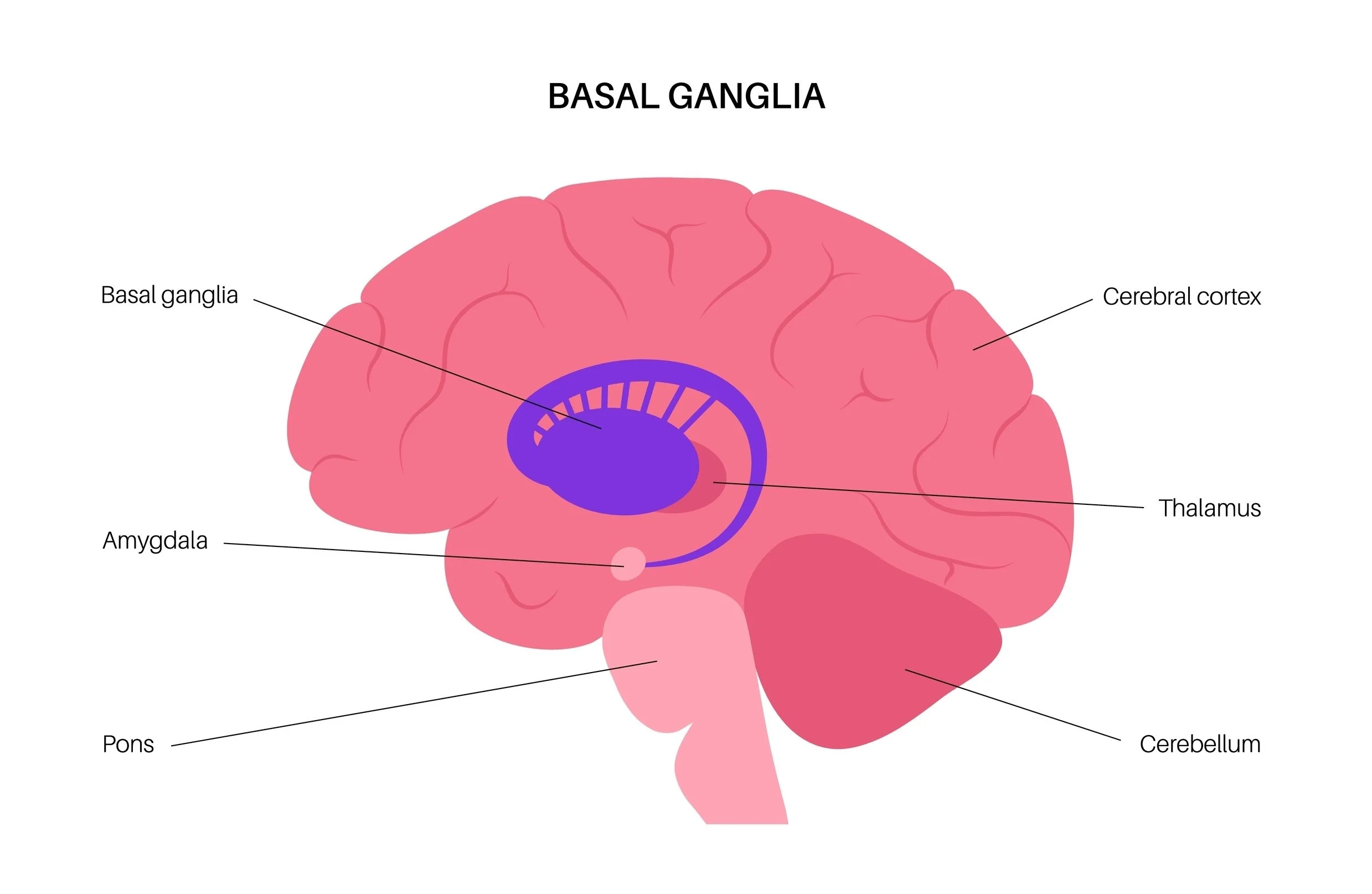 Basal ganglia.jpeg