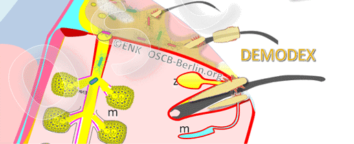 DEMODEX-Haarmilben_ANIMATION_3-ENGL_Beinchen-600-11-0,5_HALB-BANNER_.gif
