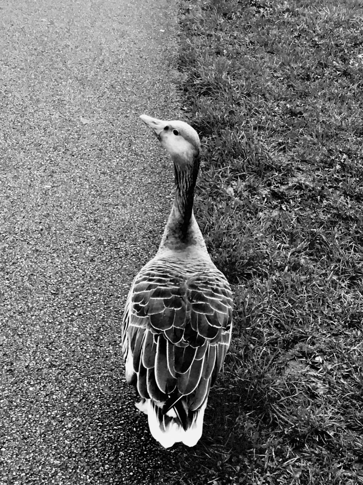 towpath-goose.JPG