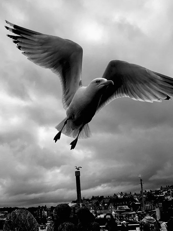 seagull-flying.JPG