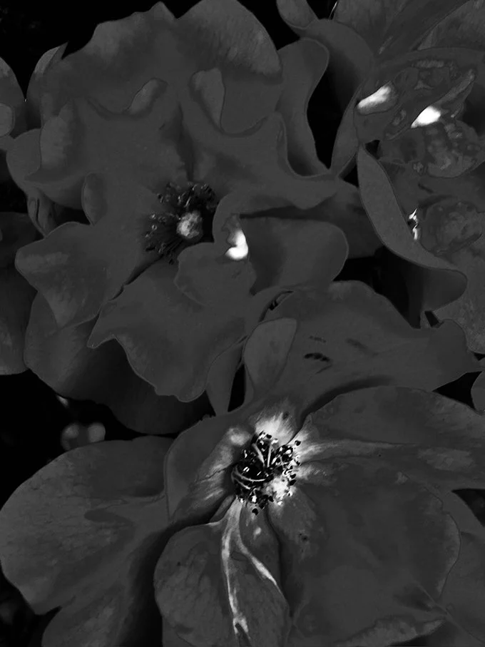 silk-petals.jpg
