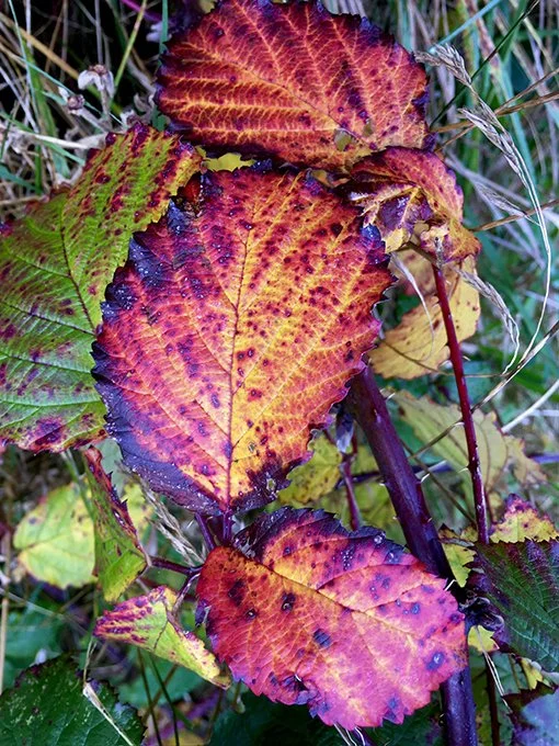 bramble-leaves.jpg