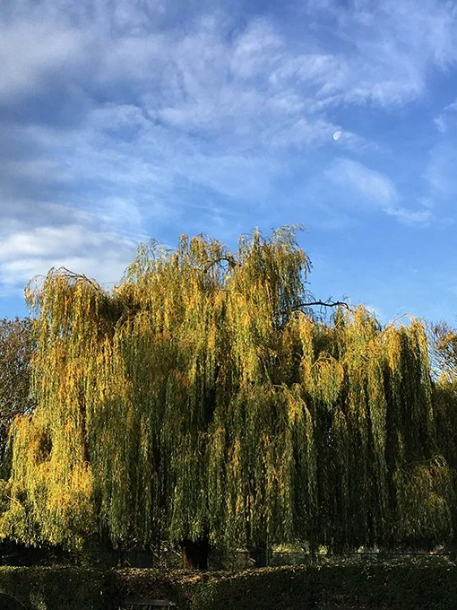 weep-willow-1.jpg