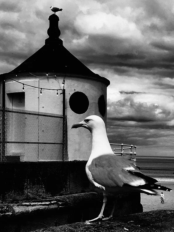 whitby-gull.jpg