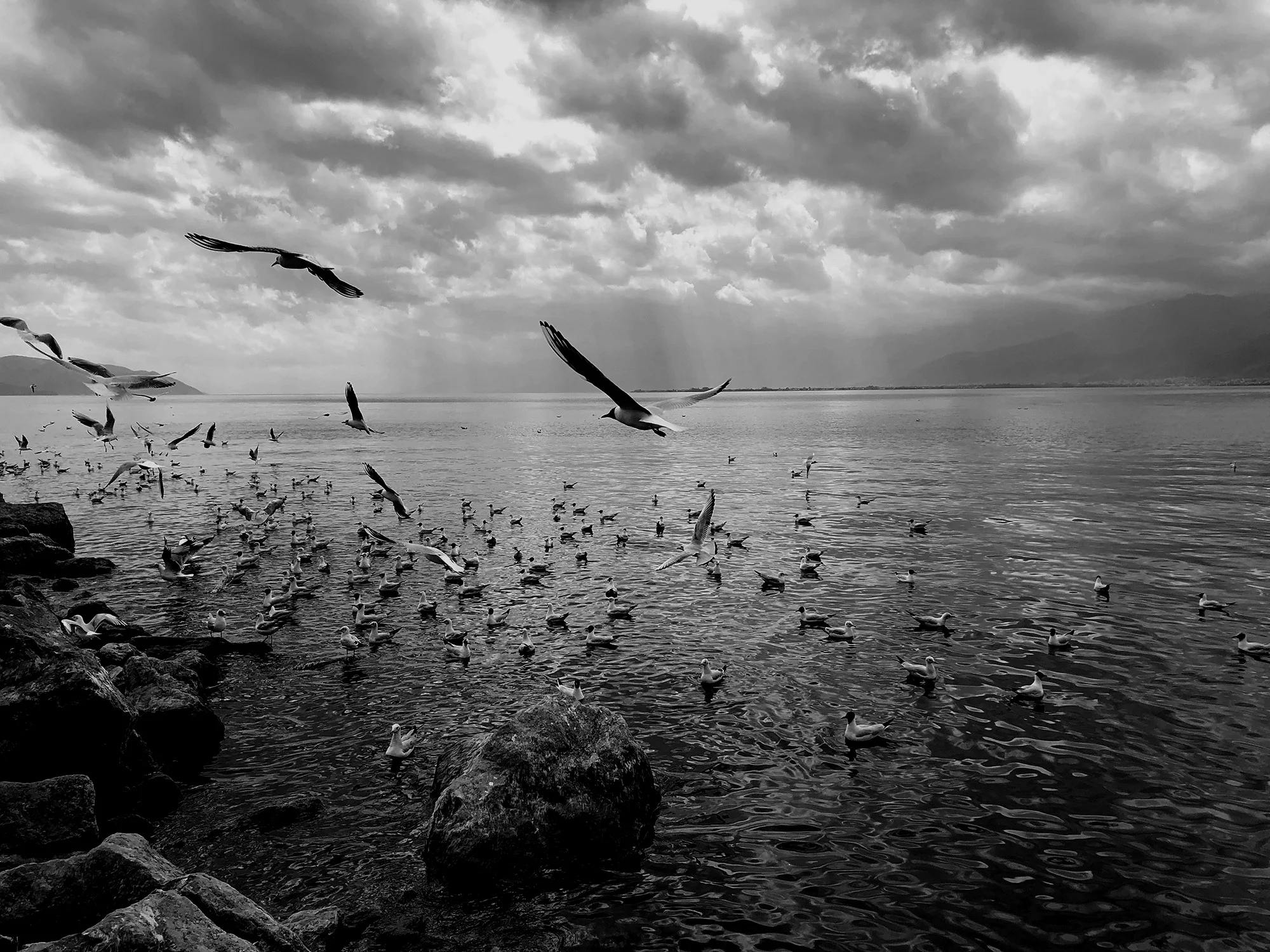 seagulls-screen-dark.jpg