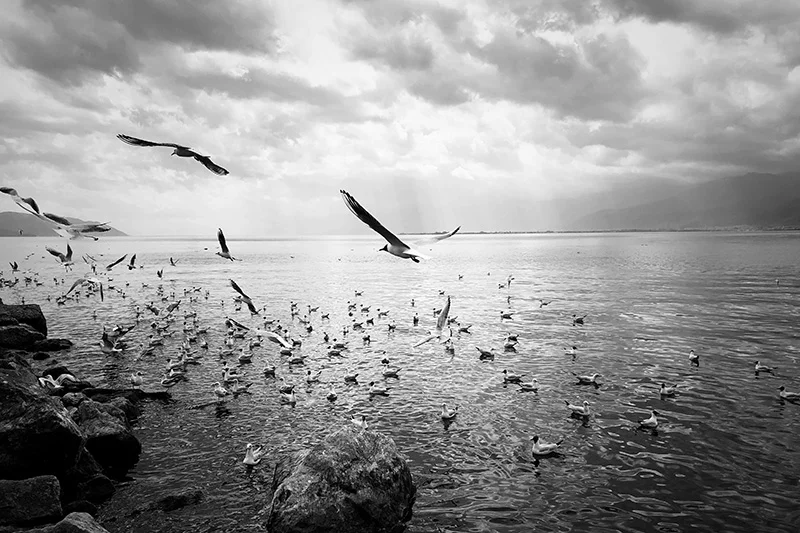 seagulls-cropped-screen.JPG