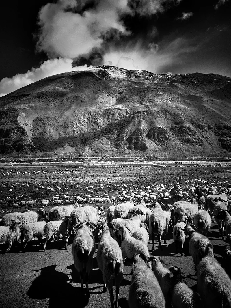 Sheep-screen.JPG