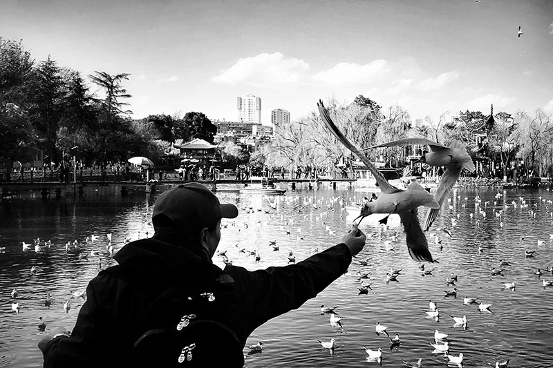 fightingseagulls-screen.jpg