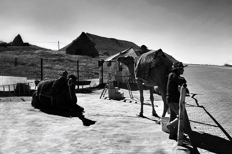desertcamels-screen.jpg