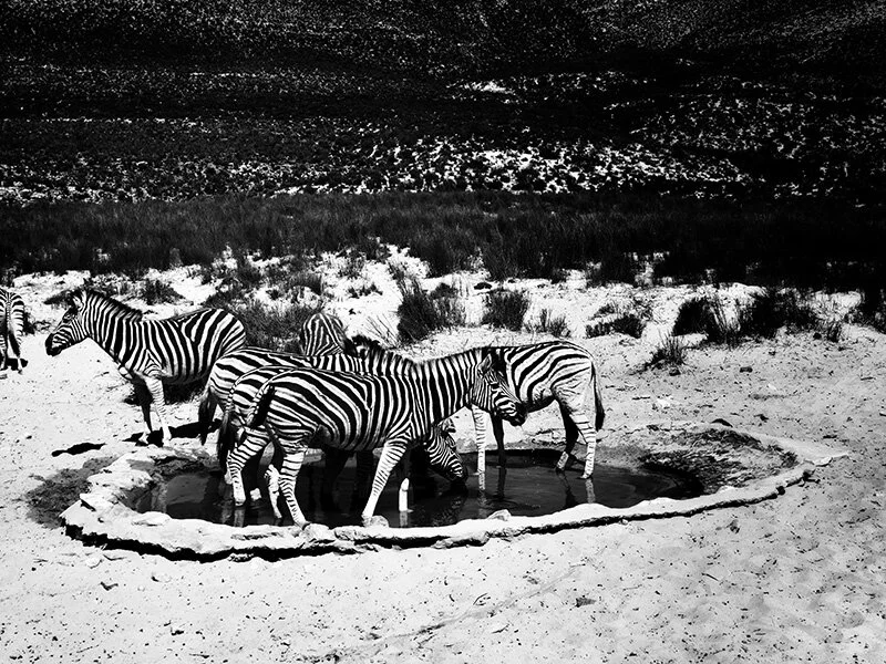 zebras-screen.jpg