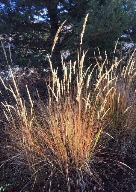 Bindweed, Judgement and Other Invasive Species
