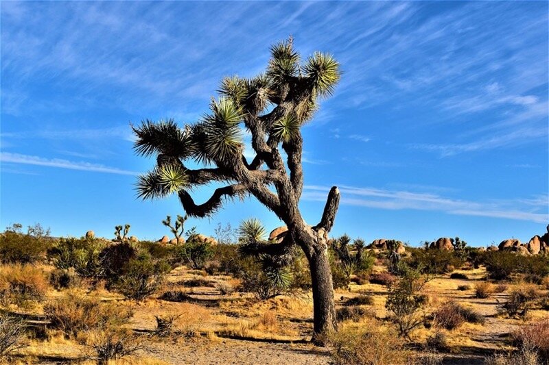 Joshua Tree.jpeg
