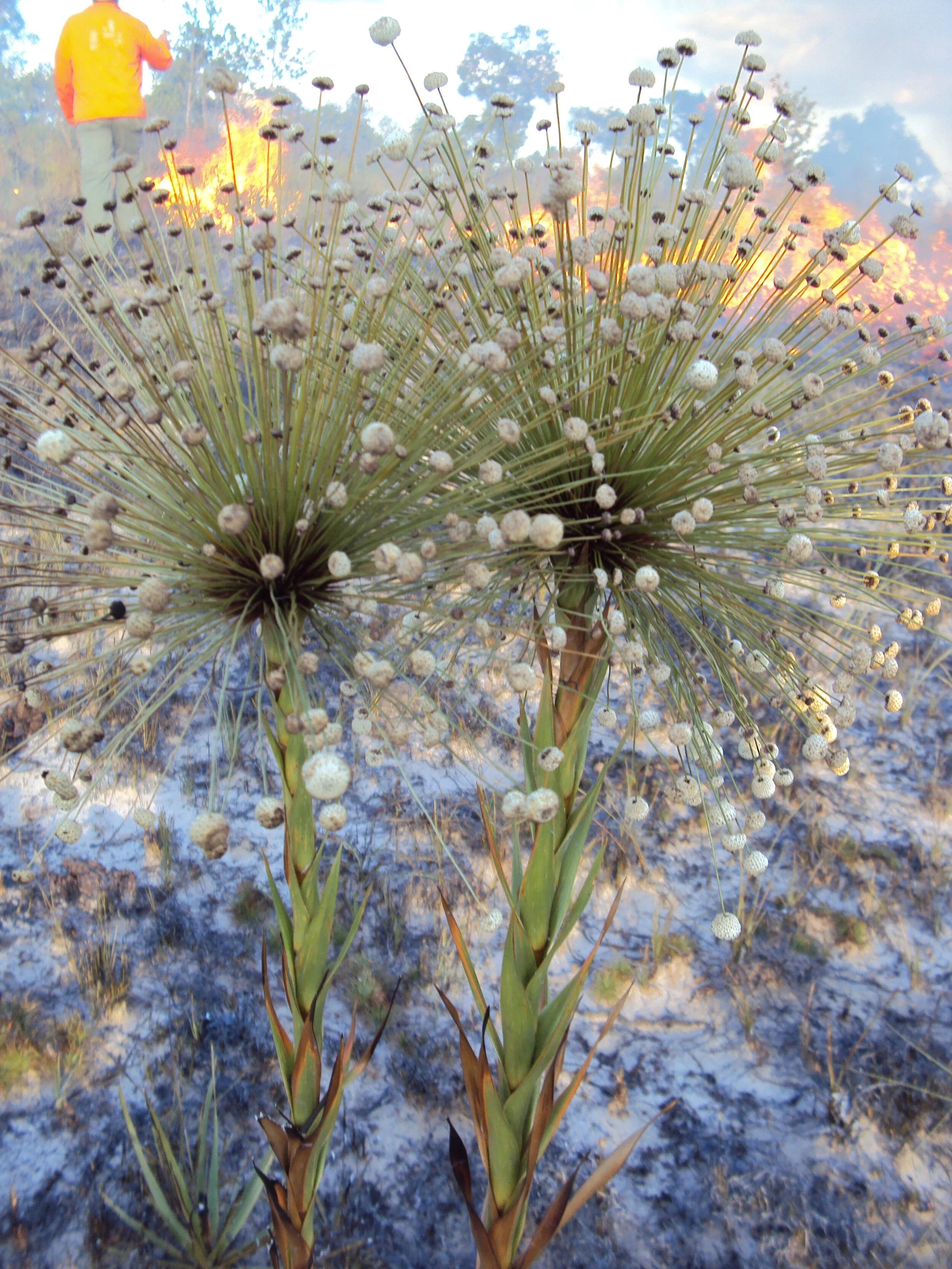 Reflections from Campo Grande - Themes Emerging from the 7th International Wildland Fire Conference (English/Português)