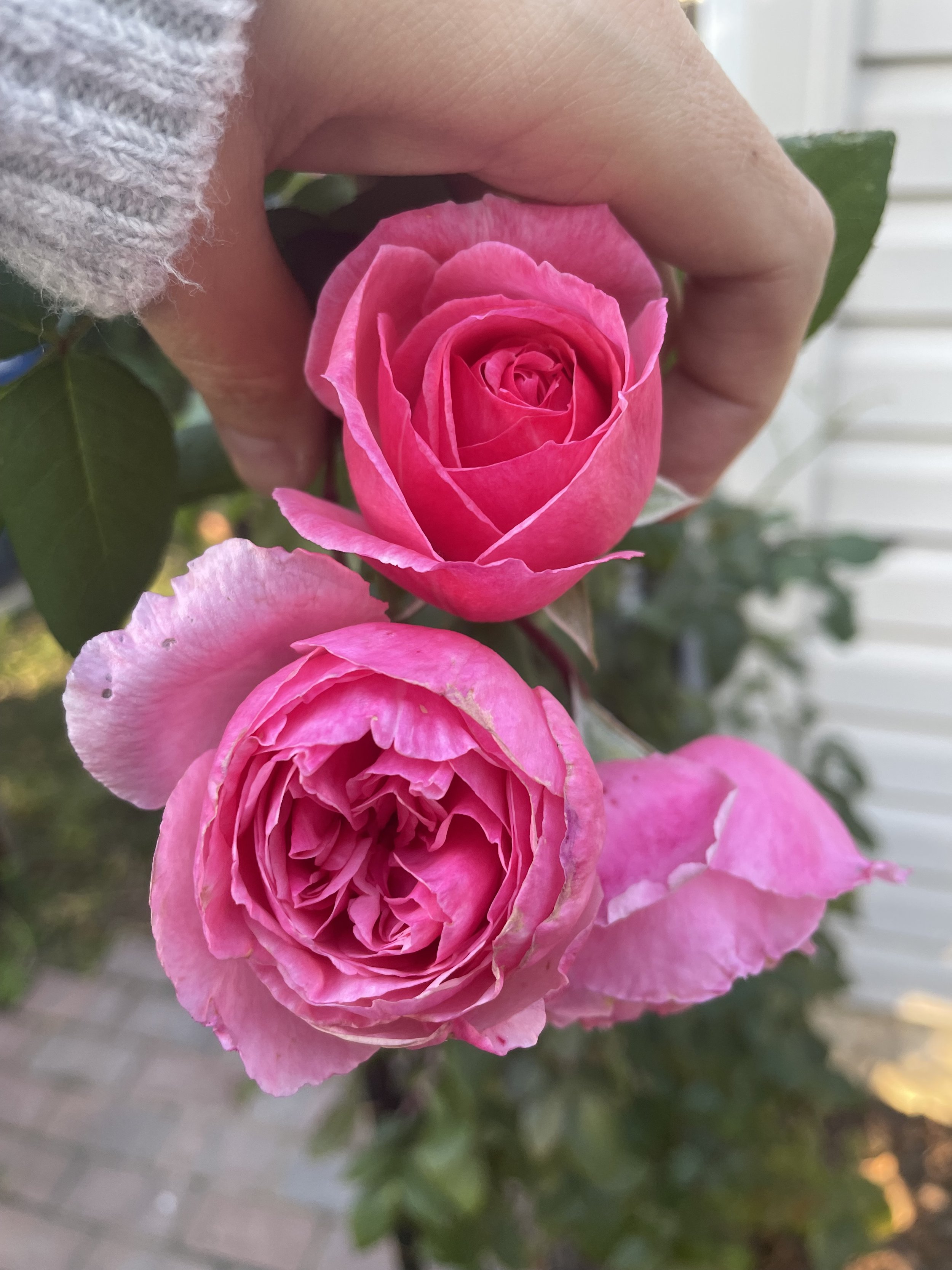 IMG_1881.jpeg