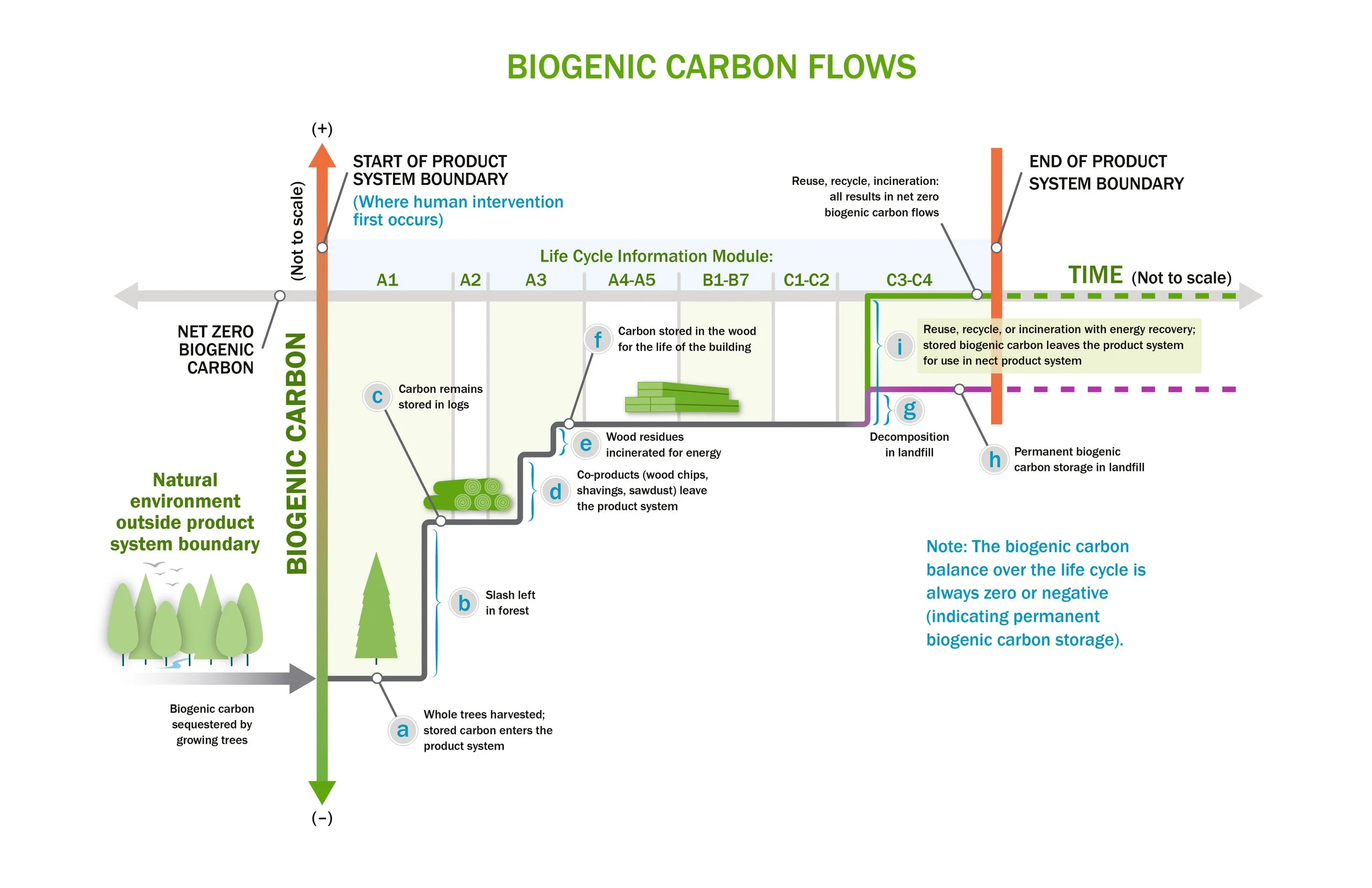 Mass Timber 2.0 Biogenic Carbon Flows-01.jpg