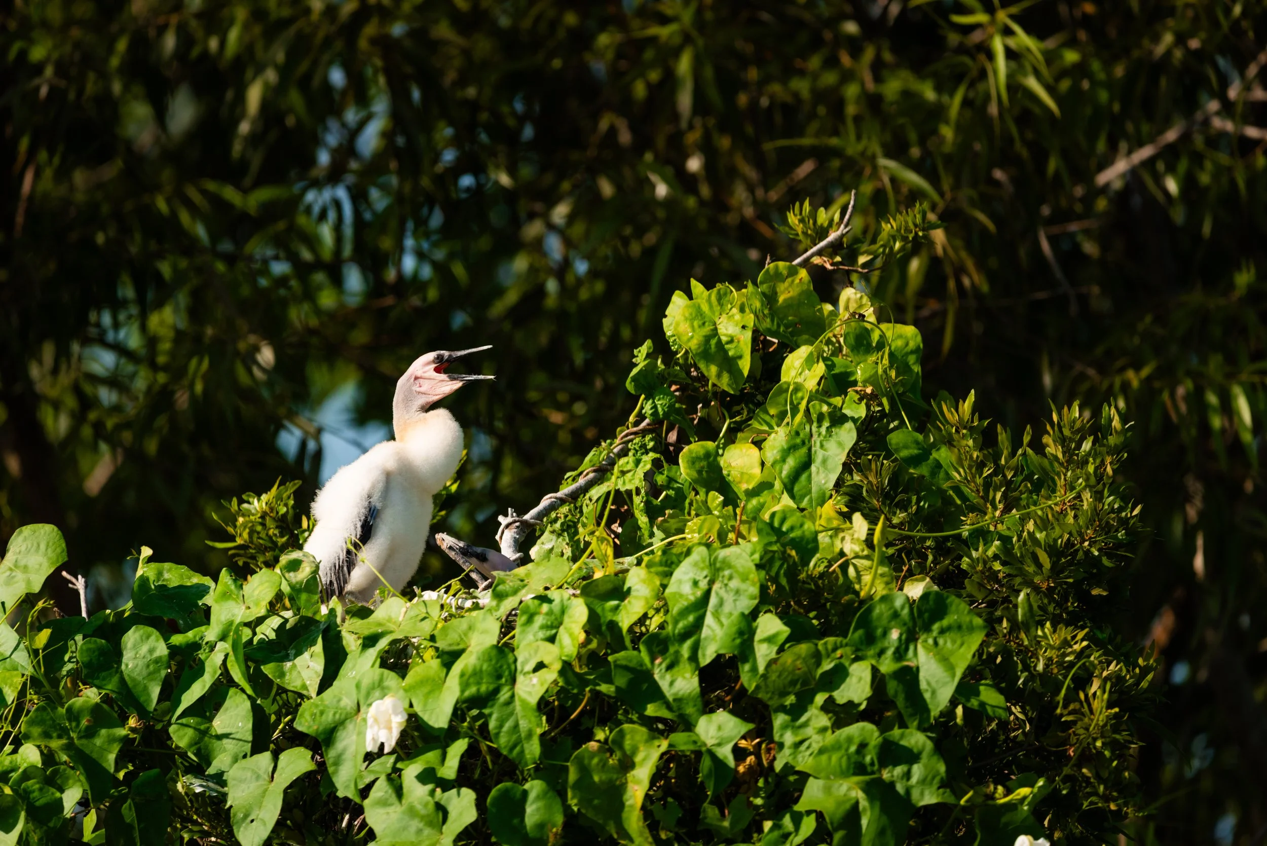 Nest Session (1 Session)