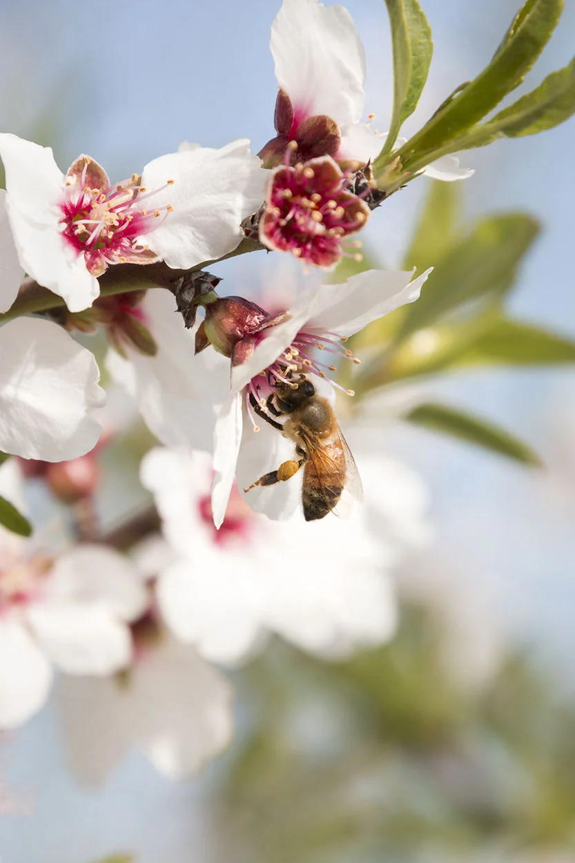 Prunus Dulcis - in full bloom_7085.jpg