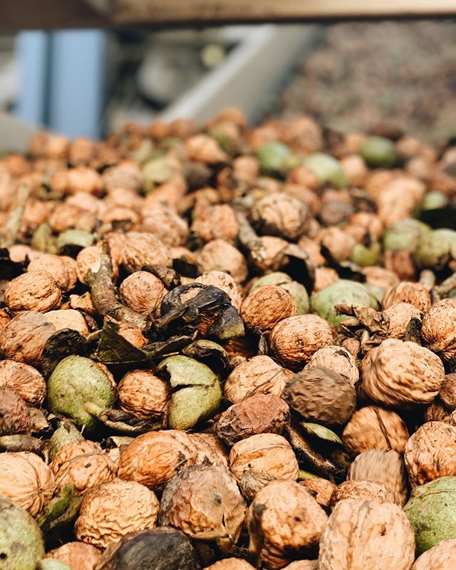 From the field... this fall. Shaking out those mummies. #walnuts #mummynuts #harvest #glenncounty