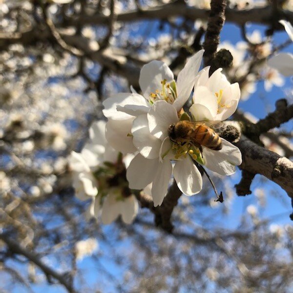 We are in bloom. Perfect weather. #bees #bloom ##almondbloom #almondbloom2020