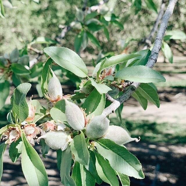 Little almonds are coming out of their jackets. #almonds #californiaalmonds