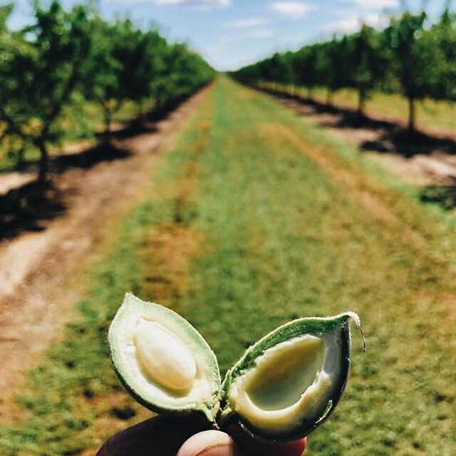 Crop is coming well! #almonds #almondcrop #californiafarming