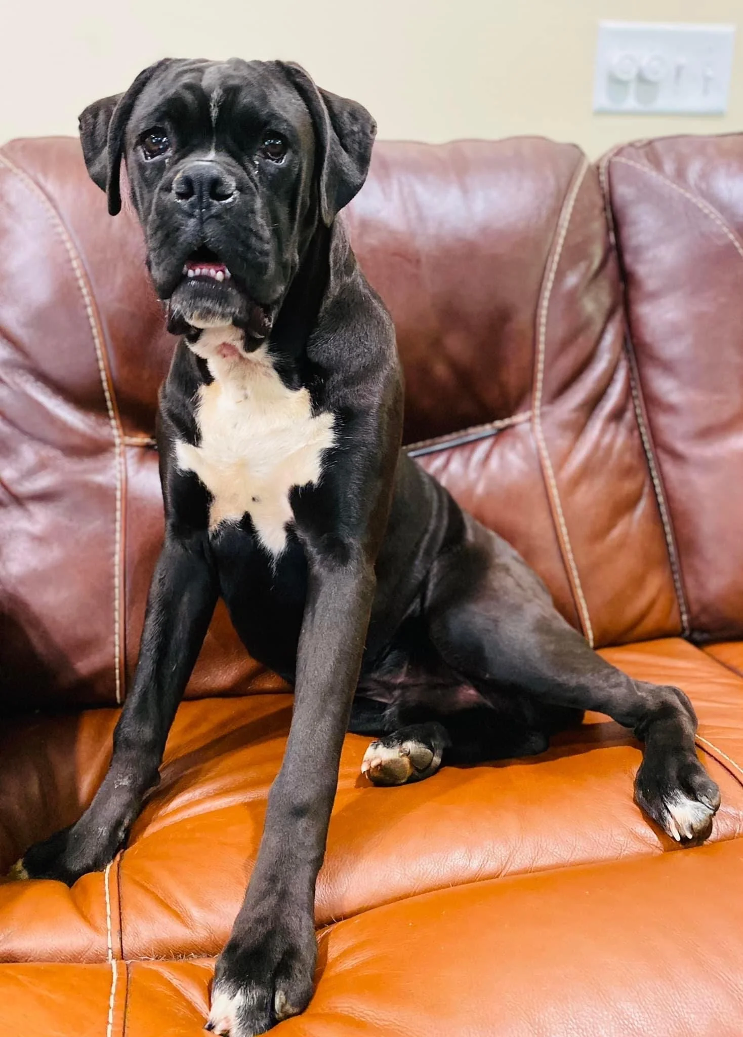 Sealed Reverse Brindle Boxer Puppy Reverse Sealed Boxer Sealed