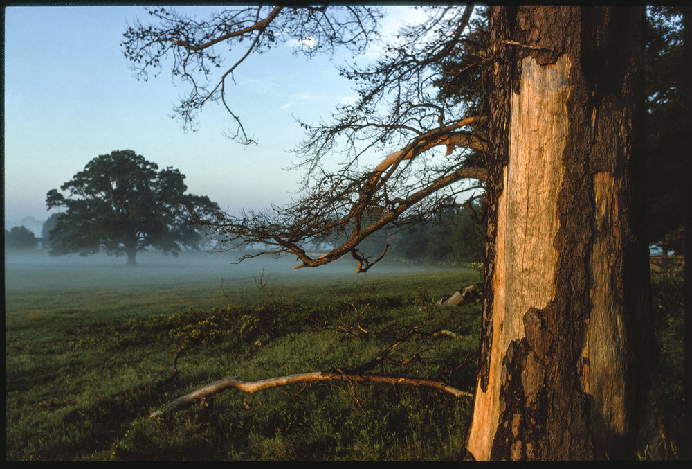   Horse pasture, Fisher Ferry Road, Warren County, Mississippi , 1976 13 × 20 in. (image size) The Do Good Fund, Inc., 2016-166 