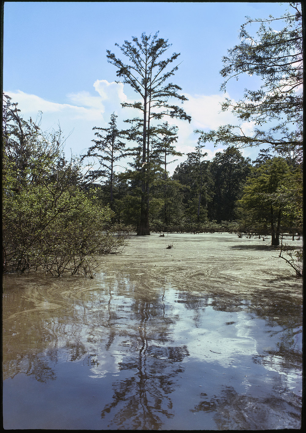   Wes Carter Lake, Warren County, Mississippi , 1974 20 × 13 in. (image size) The Do Good Fund, Inc., 2016-167 