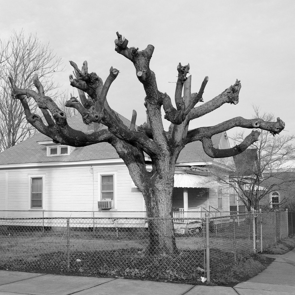   Pruned Tree , 2005 Edition: 1/10 Pigment Print 16 × 16 in. (image size) The Do Good Fund, Inc., 2015-041 