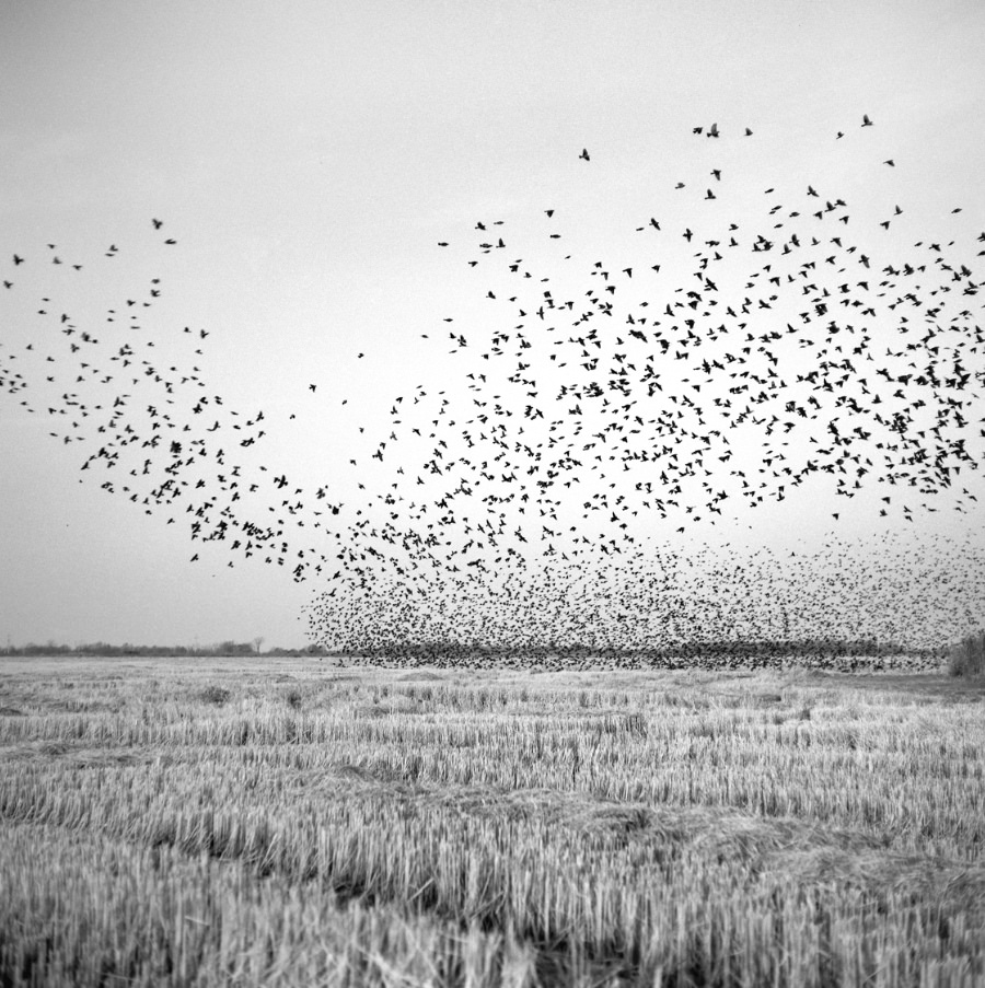   Birds in Field, Mound Bayou, MS , 2010 Edition: 5/10 Gelatin Silver Print  14 × 14 in. (image size) The Do Good Fund, Inc., 2014-003 