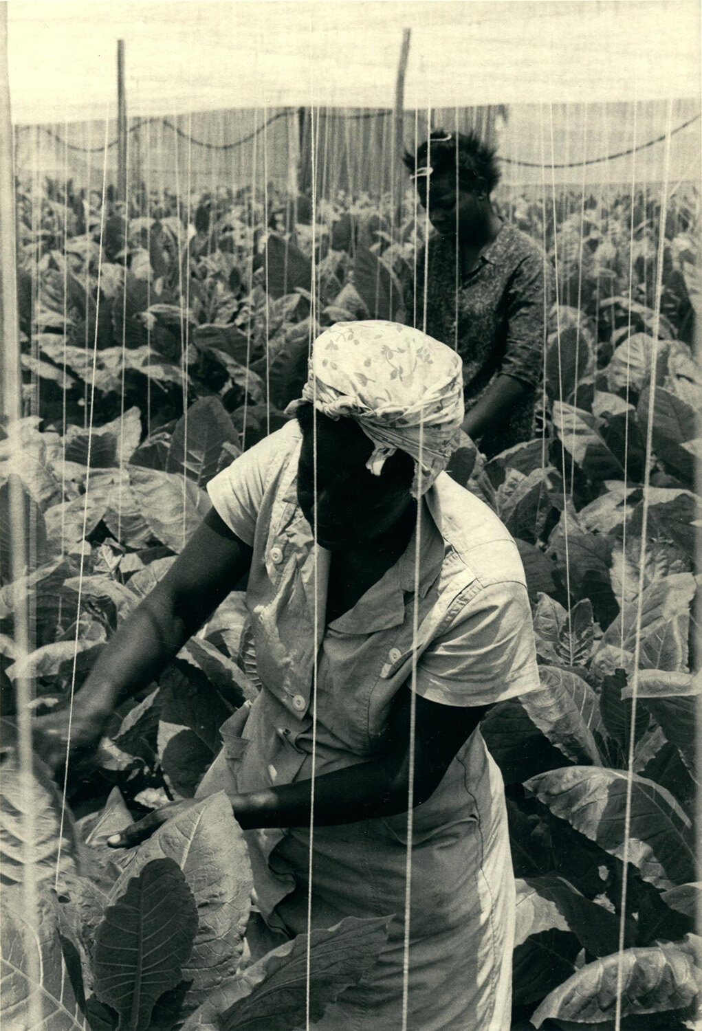   Tobacco Workers , 1964 Silver Gelatin Print 9 × 6 1/4 in. (image size) The Do Good Fund, Inc., 2017-42 