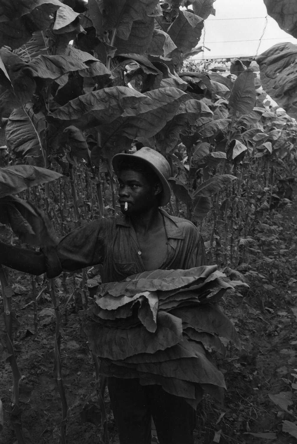   Picking Leaves , 1966 Silver Gelatin Print 8 × 5 1/2 in. (image size) The Do Good Fund, Inc., 2017-45 