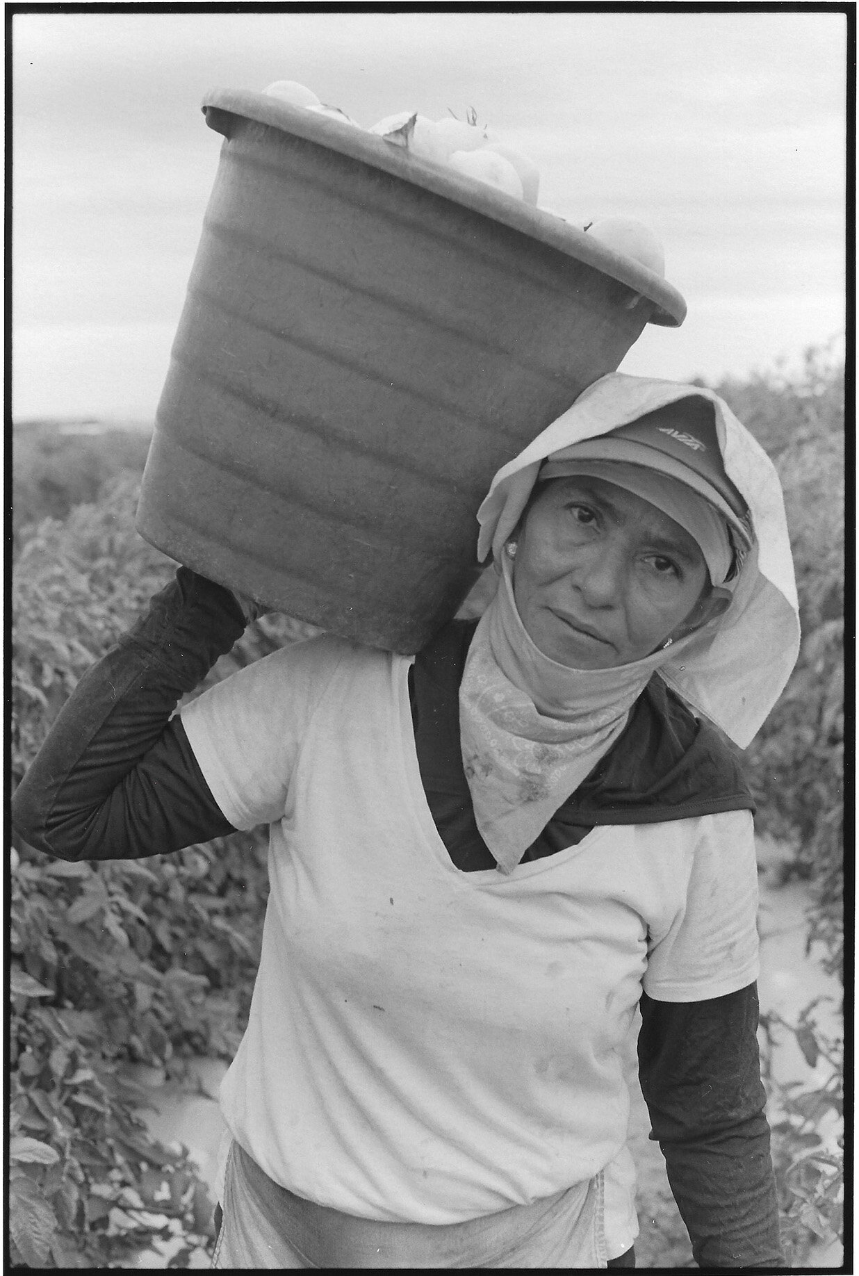   Farmworker Harvesting Tomatoes, Gadsden County, FL,  2019 Gelatin silver print 8 x 5 1/2 (image size) The Do Good Fund, Inc., 2020-044 