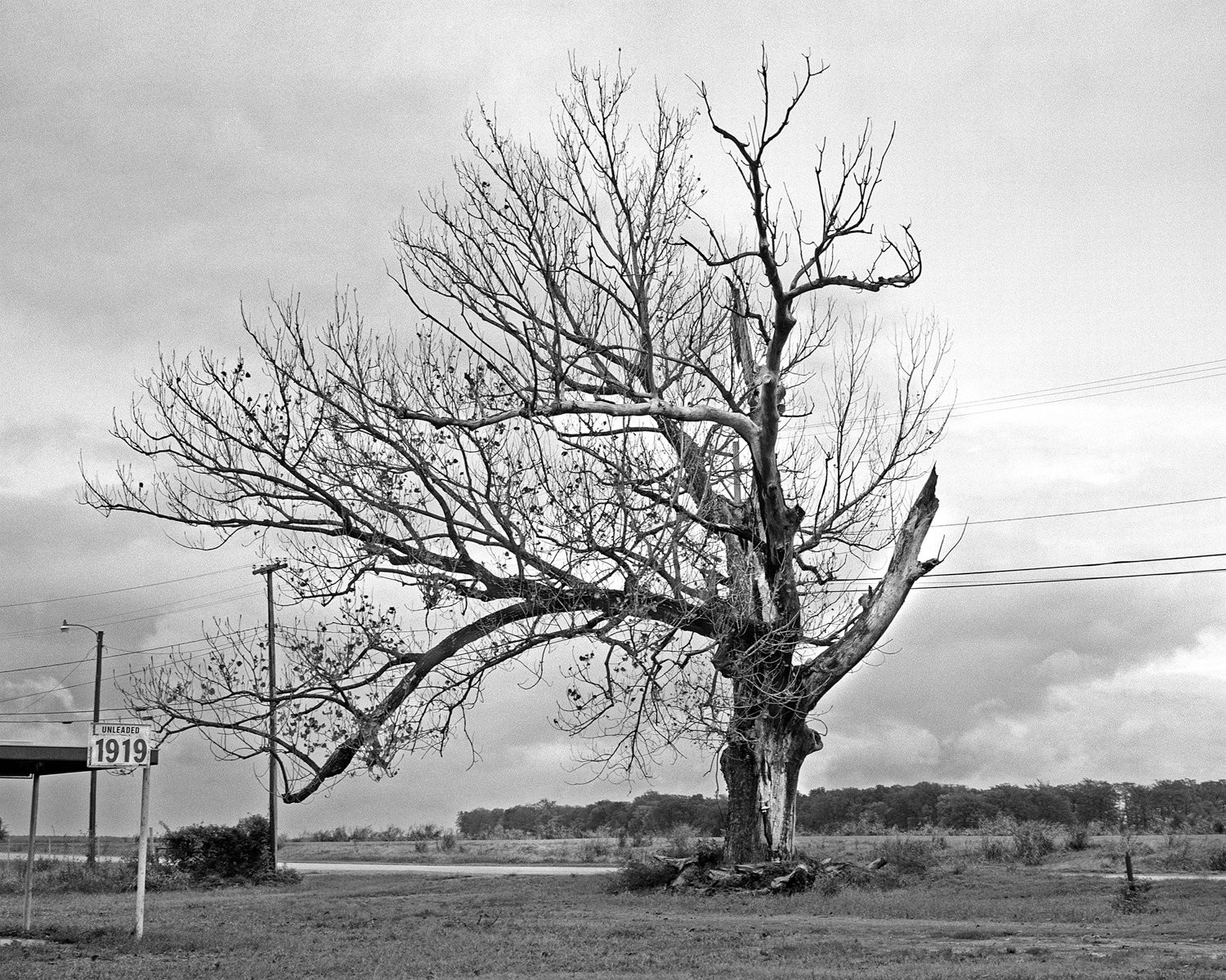   Hanging Tree , 2021  Edition 1/5  Archival pigment print 16 x 20 inches (image size) The Do Good Fund Inc. , 2021-088 