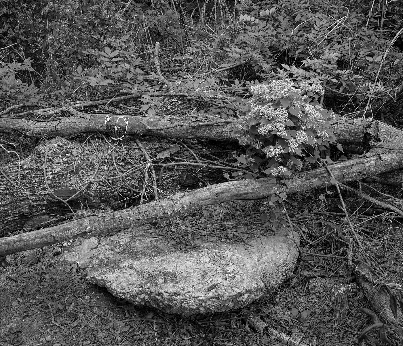   Hayneville, Lowndes County, Ala. Beside the former location of Varner’s Cash Store, where Civil Rights activist Jonathan Myrick Daniels was shot to death by Tom Coleman.  Archival Pigment Print Image: 2020 / Printed: 2022 21 x 24 1/2 in (image size