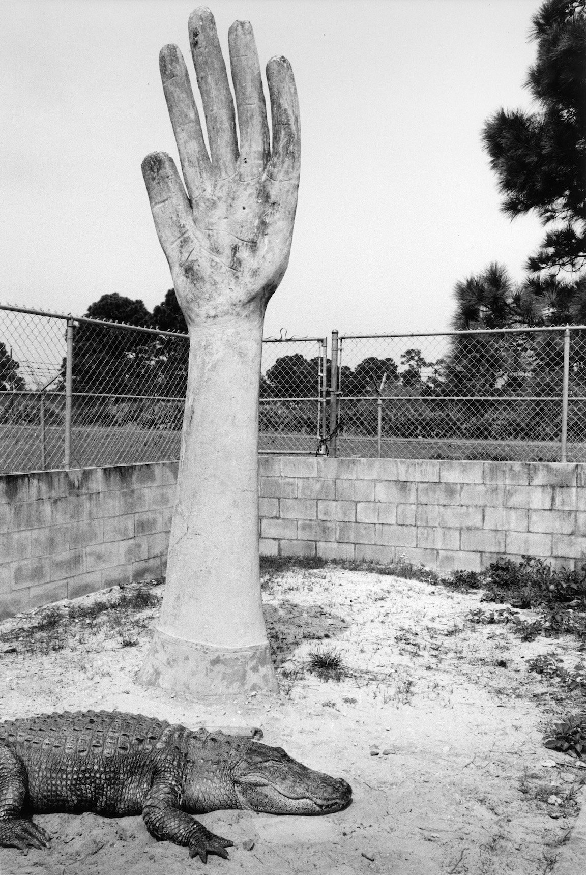 Alligator Farm, Florida, One Hand Left, Florida 1979