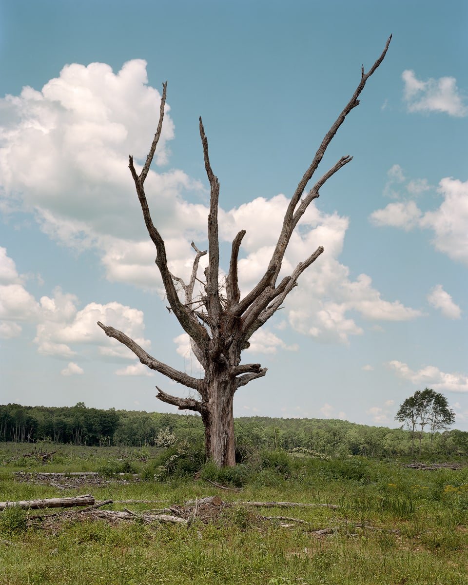  Lauren Henkin,  The Tree of Life.  