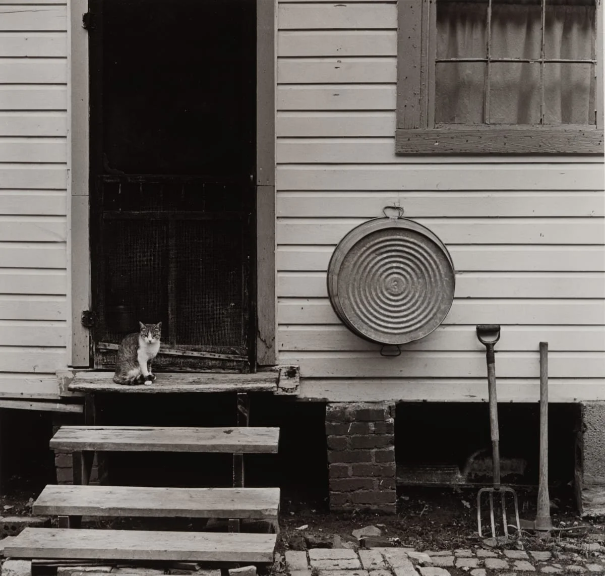 Cat on Step.jpg