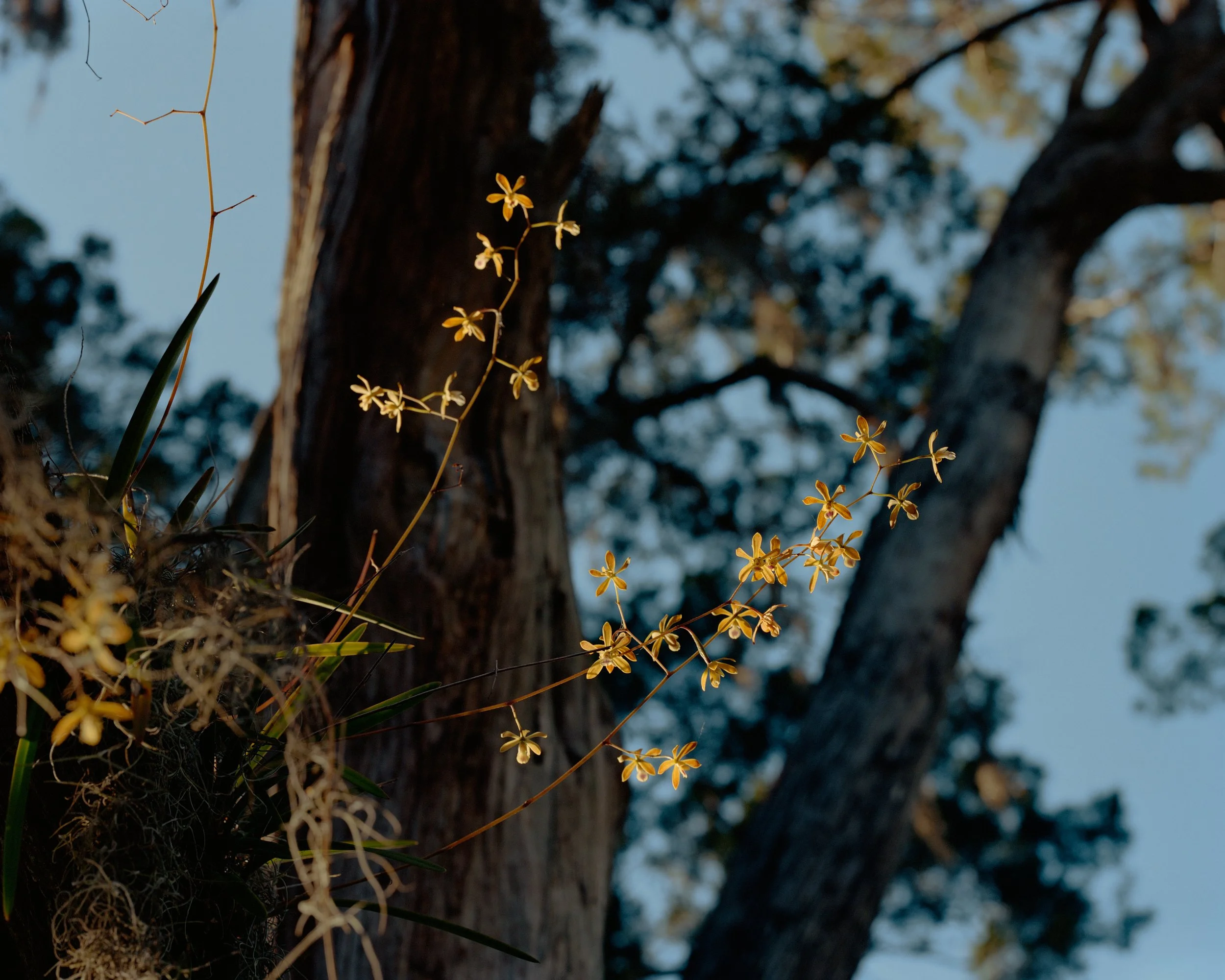 Photograph by Michael Adno