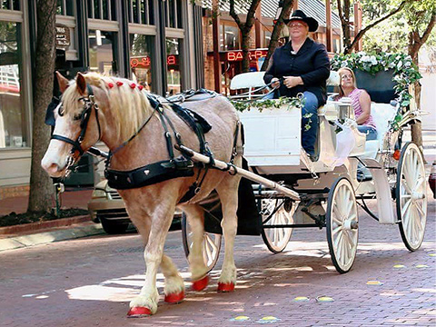 horse buggy rides near me