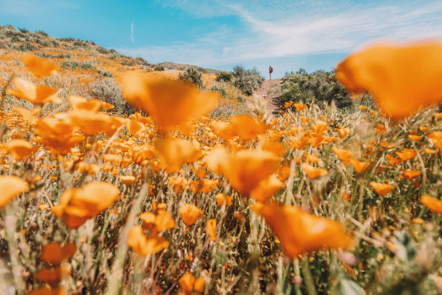 woman-field-poppys-california