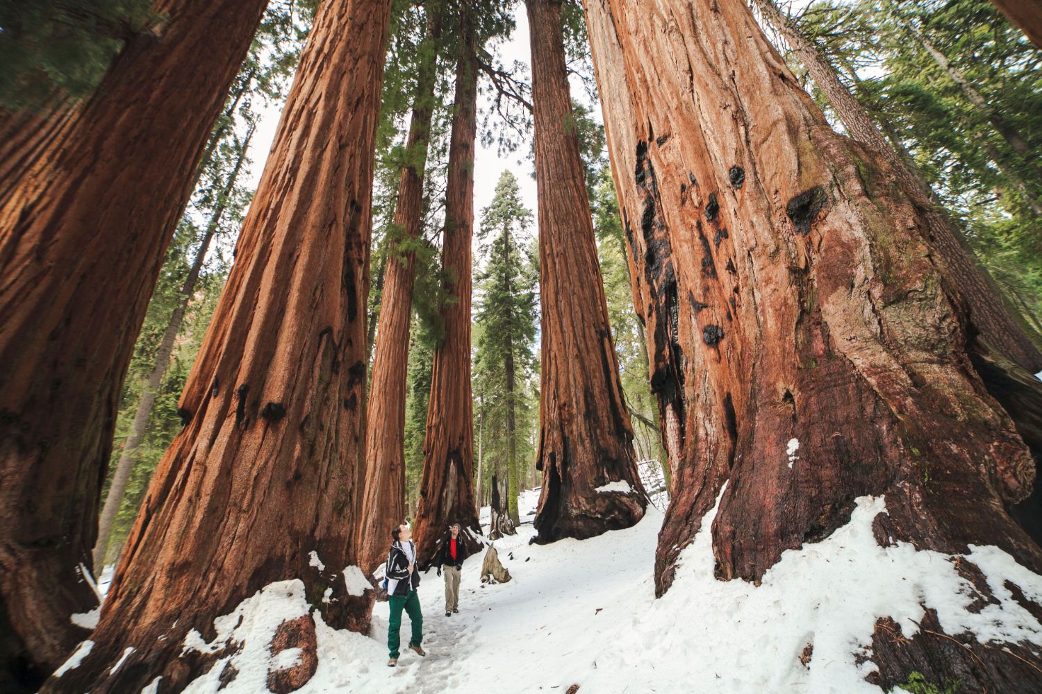 couple-elopement-sequoia-national-park