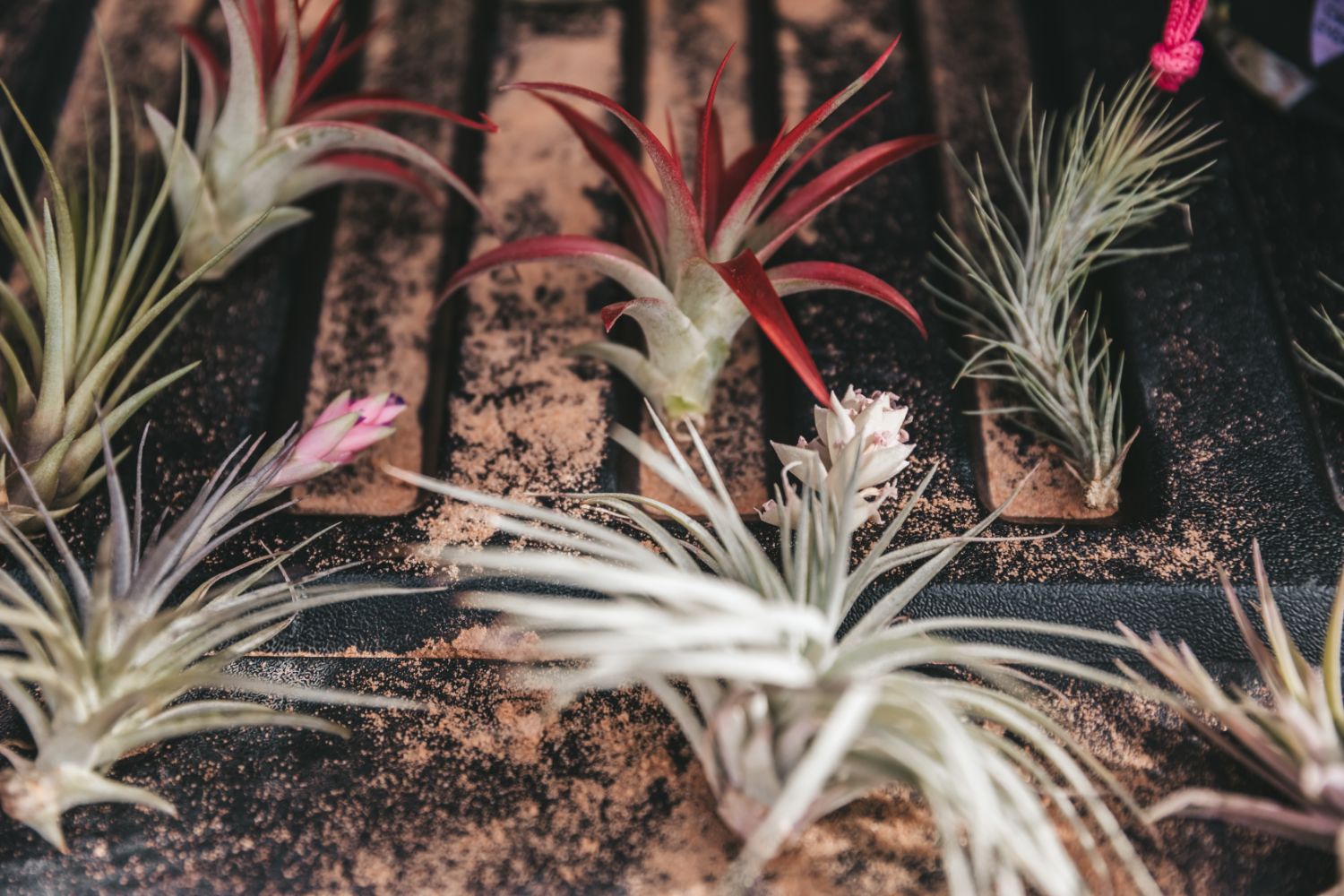 desert-flower-boutineer