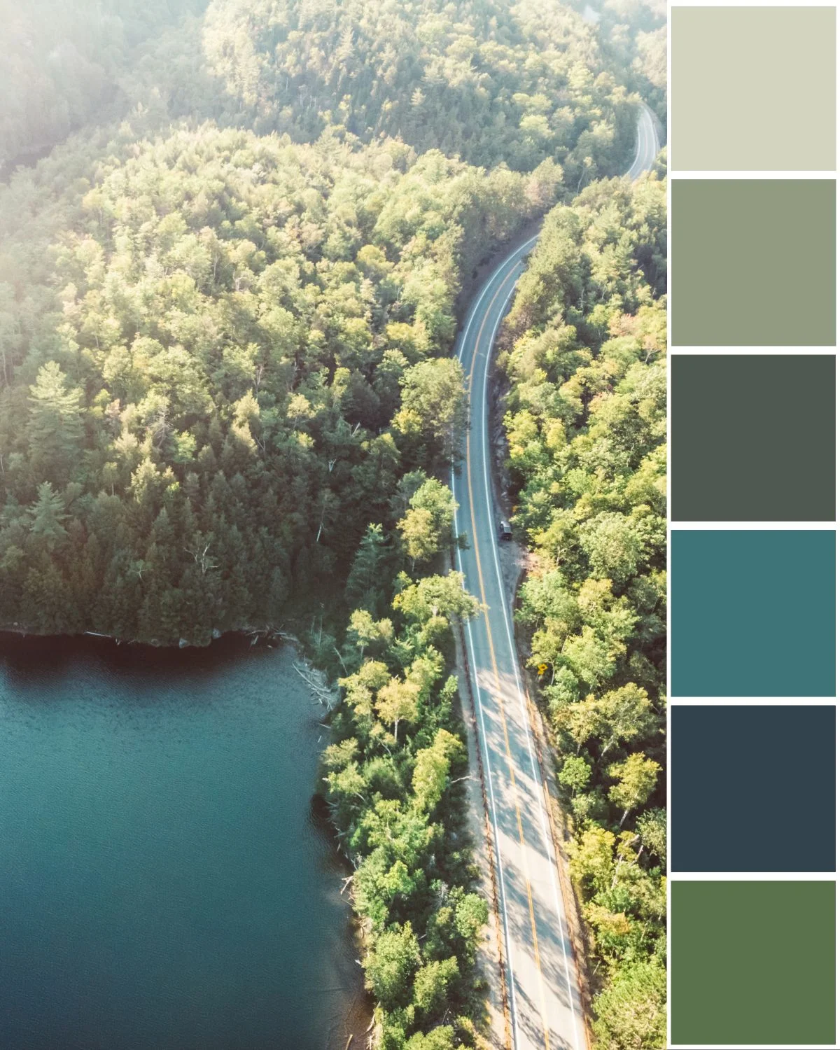 forest-tree-palette.jpg