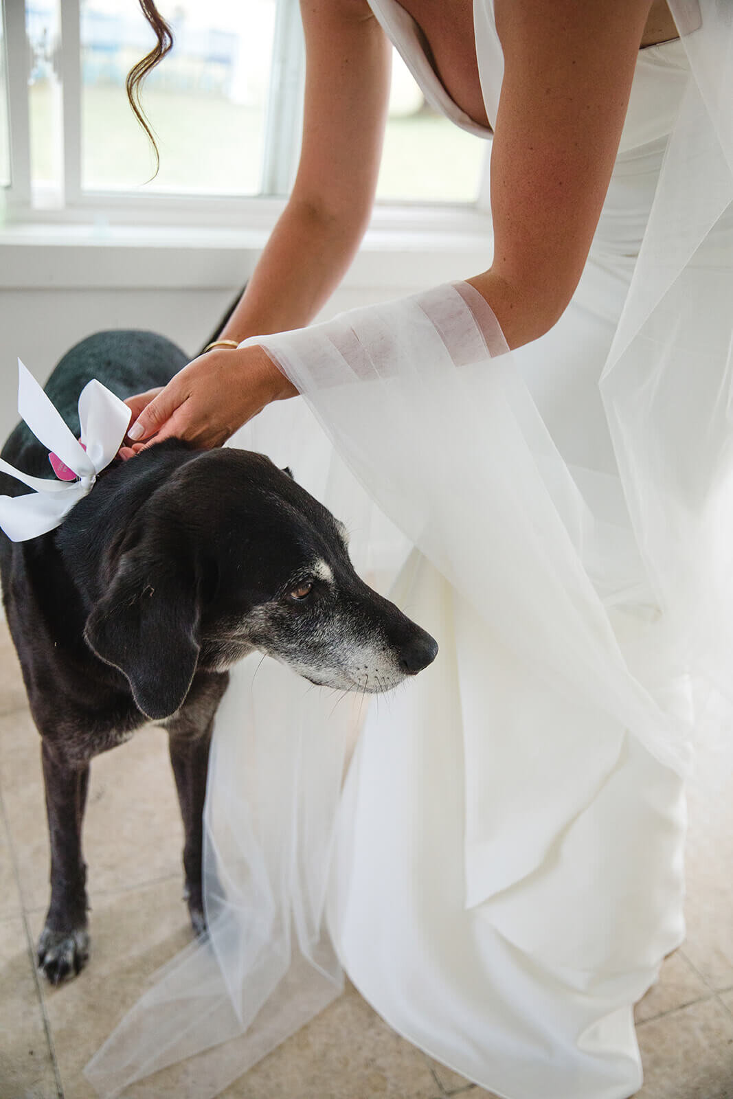  Bride puts bow on her dog. Small outdoor wedding in Maine. 