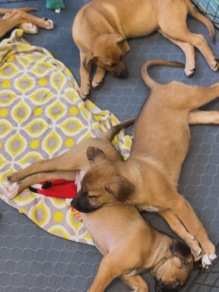 💕Warning: Cuteness overload ahead! 

Thursday, February 12 join us for a Valentine&rsquo;s Day puppy cuddle pop-up at the @meetminneapolis Visitor Center in @mplsdowntown! From 11:30 AM - 1 PM, @healingheartsrescuemn 🐾 will be there with the sweete