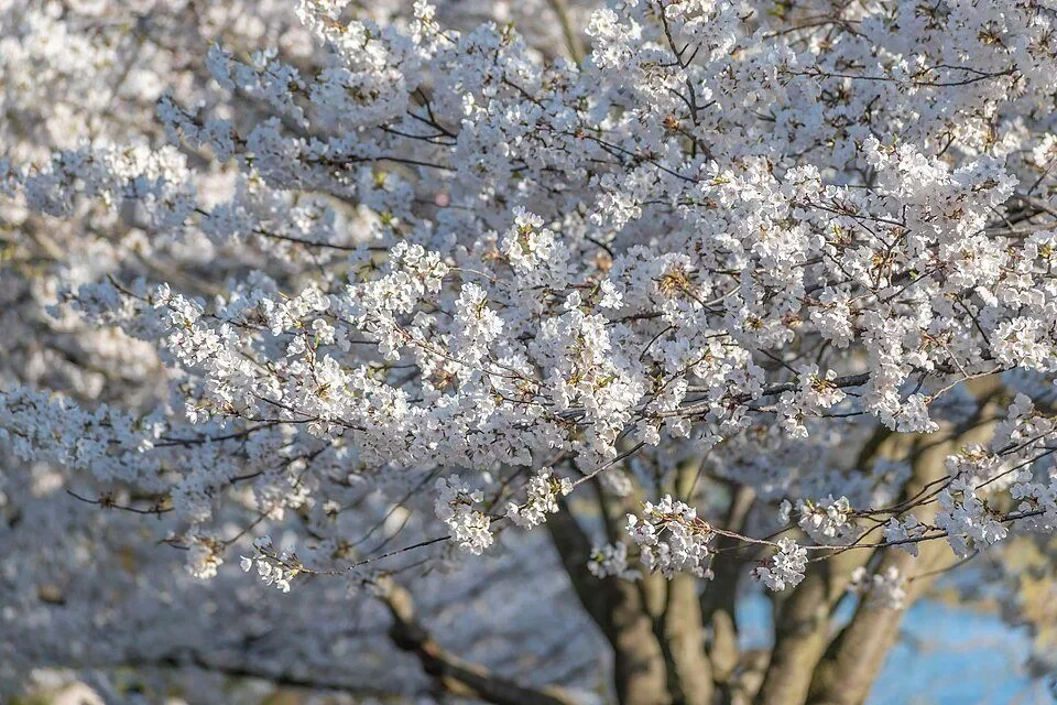 Cherry blossoms in bloom in High Park, Toronto