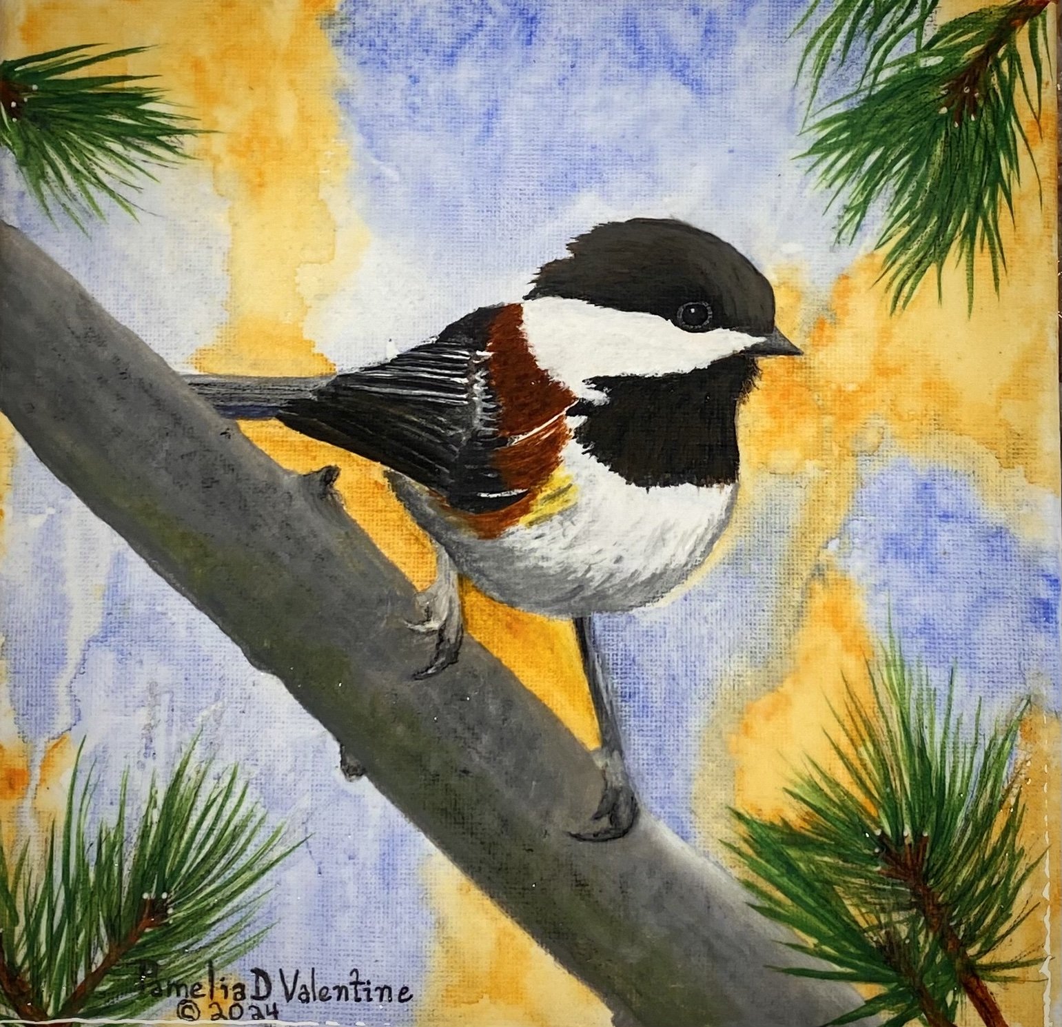 IMG_8010 Chickadee Pine Trees.jpg